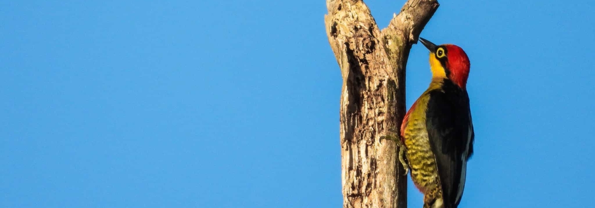 Birdwatching em Ilhabela