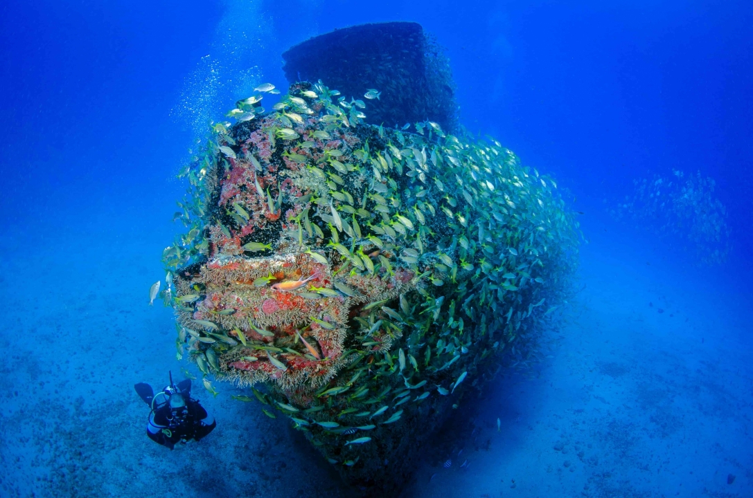 navio afundado coberto de peixes em nafrágios em ilhabela
