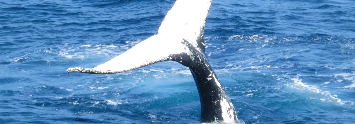 Observacao de Baleias em Ilhabela