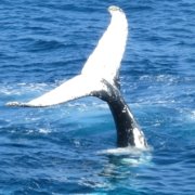 Observacao de Baleias em Ilhabela